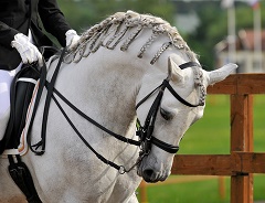 Dressage horse