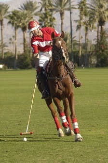polo player and horse